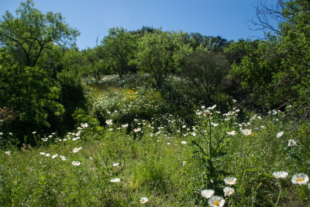 Wildflowers along a trail at Pedernales Falls State Park