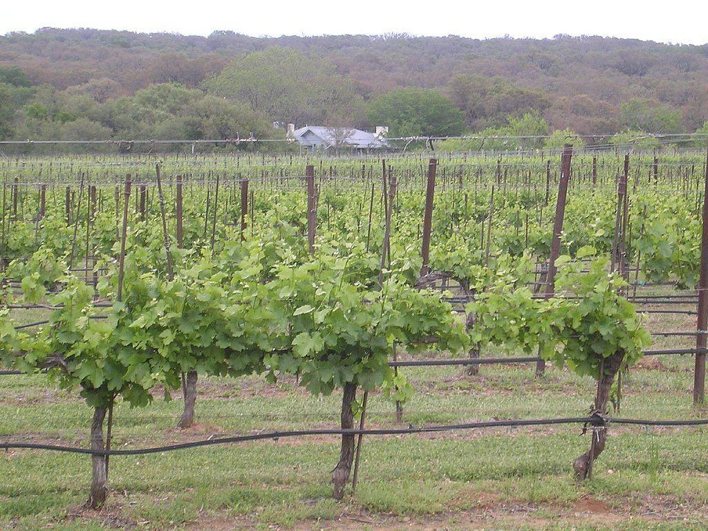 Vineyard at Texas Hills Vineyards