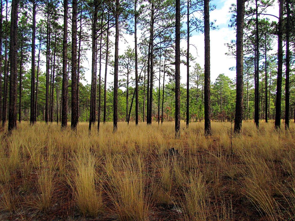 Pine forest at Weymouth Woods - Sandhills Nature Preserve