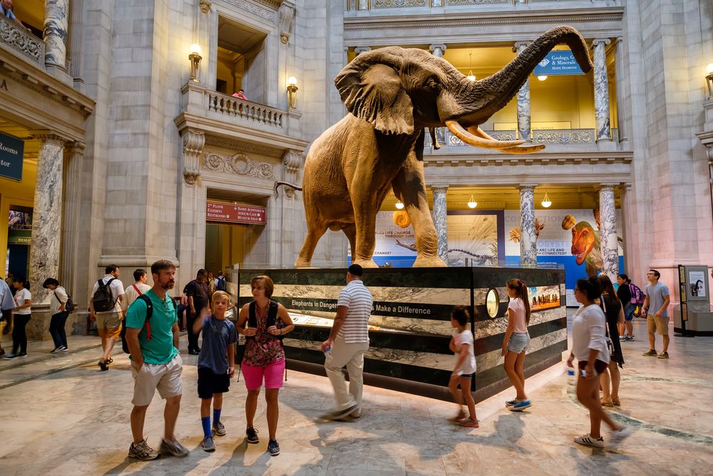 Inside View of Smithsonian National Museum of Natural Science