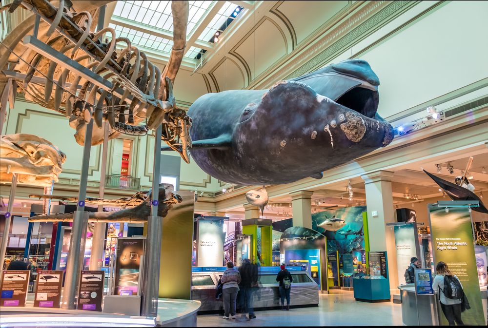 Inside View of Smithsonian National Museum of Natural Science
