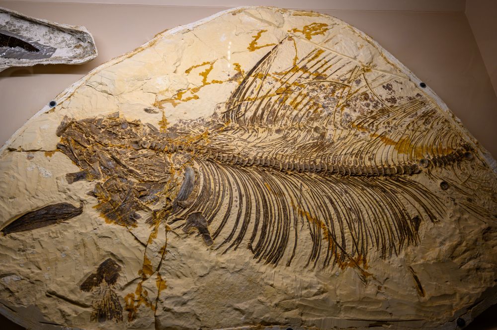 Fosiils in Rocky Mountain Dinosaur Resource Center