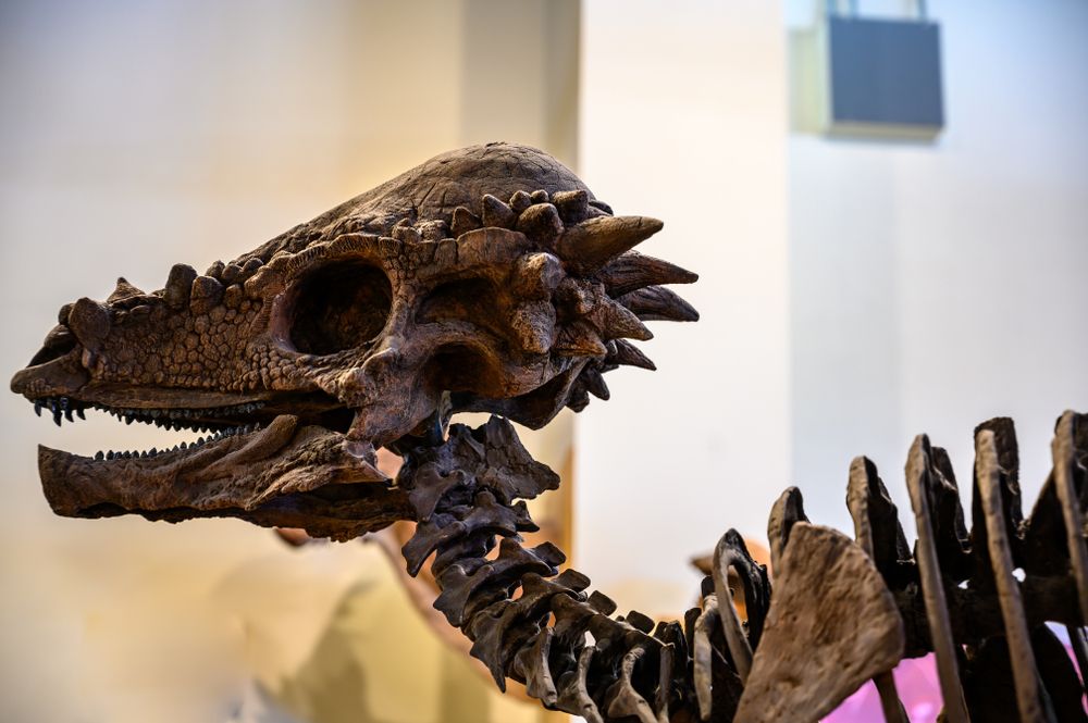 Fosiils in Rocky Mountain Dinosaur Resource Center