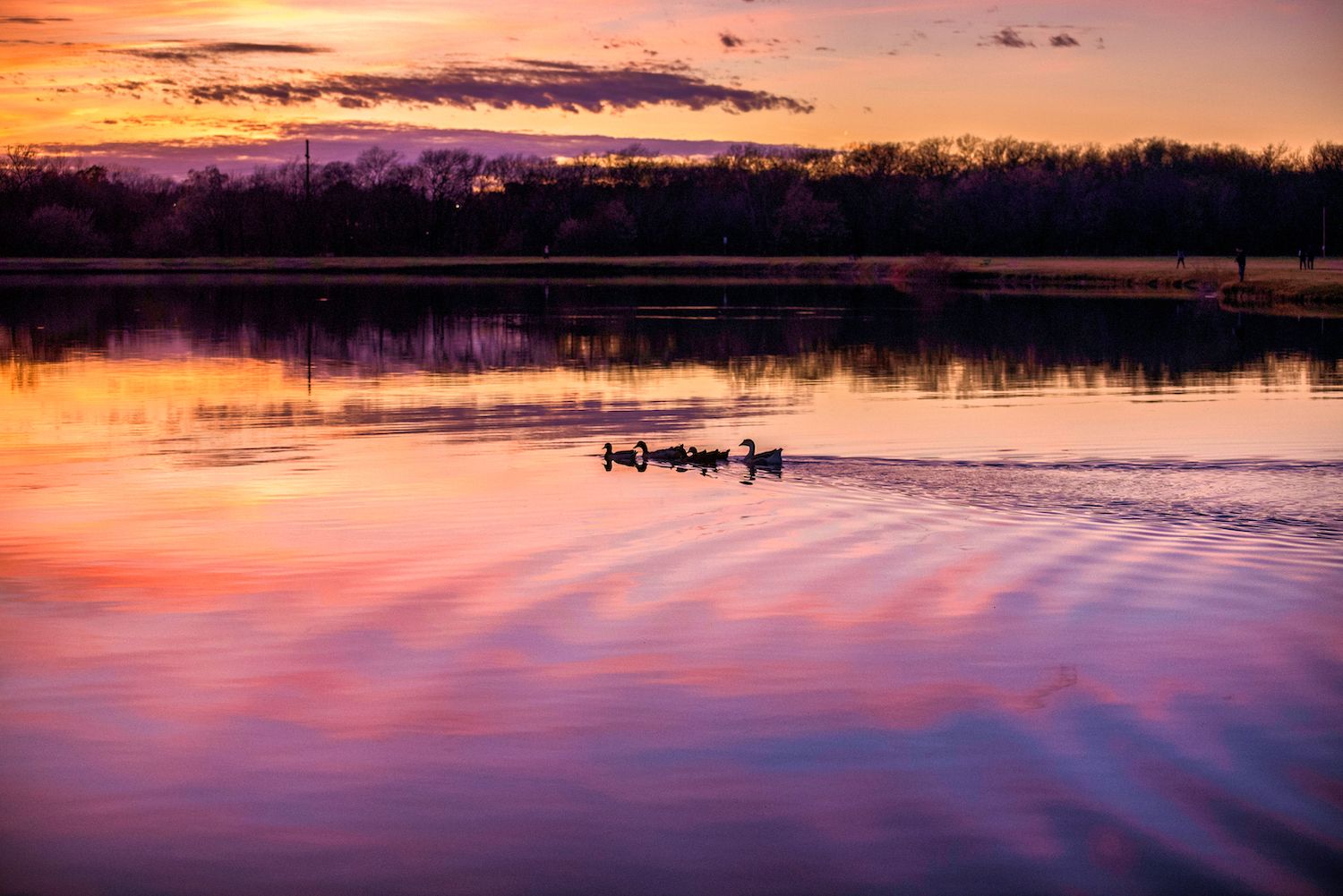 20 Best Things to Do in Rowlett, TX