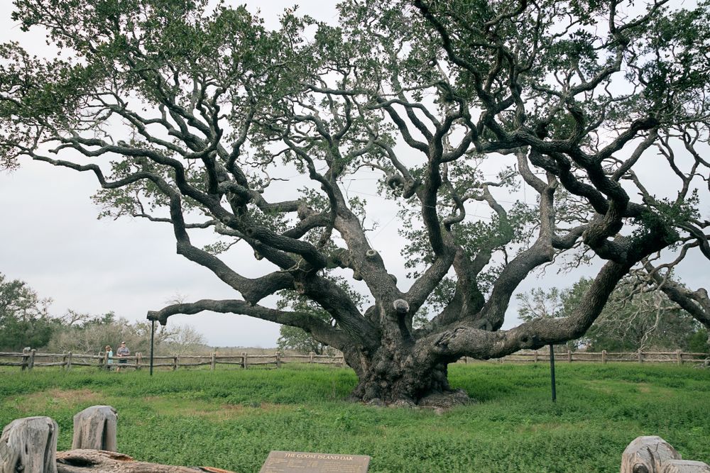 A large tree at Goose Island State Park