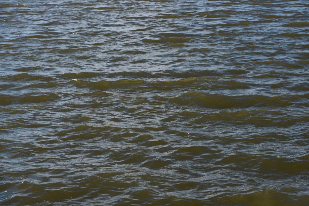Close view of Lakes of Springfield Park's water