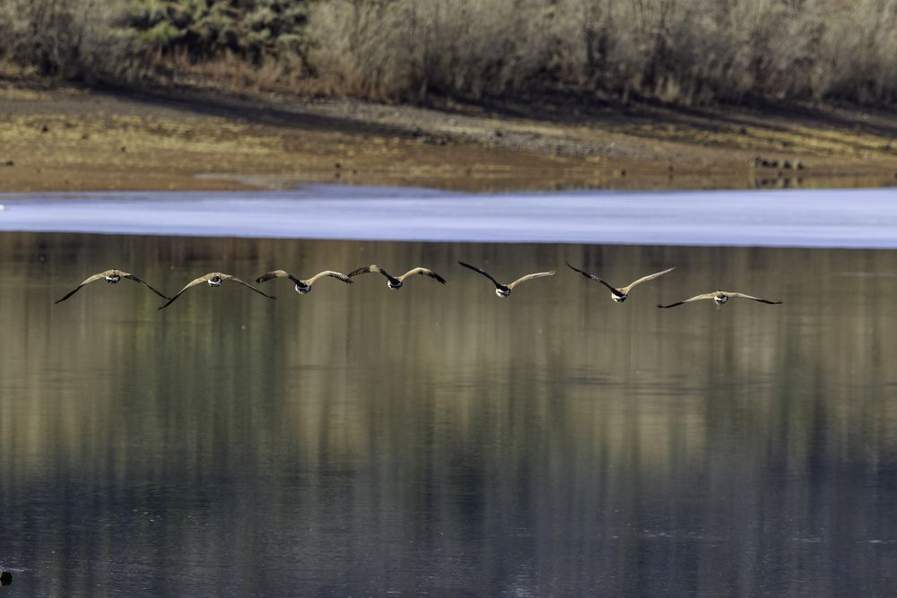 Bird flying over Fishlake National Forest's water