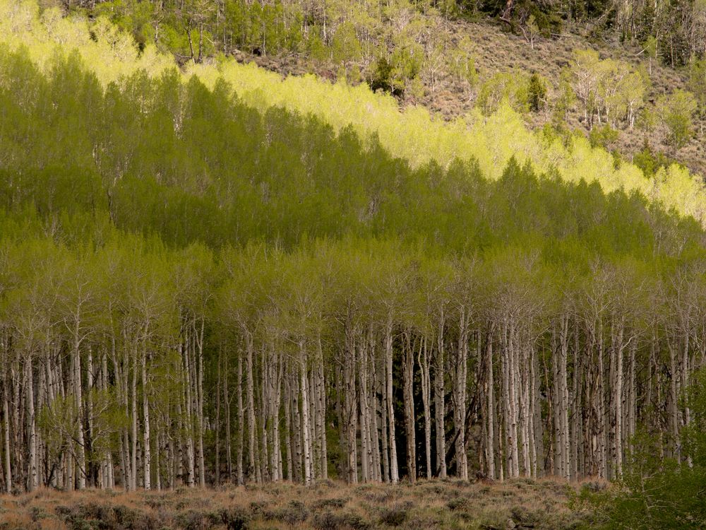 Lush trees of Pando the Trembling Giant