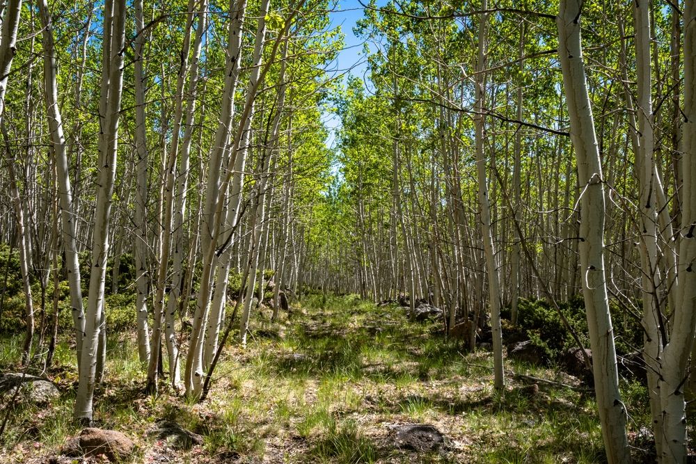 Nature trail at Pando the Trembling Giant
