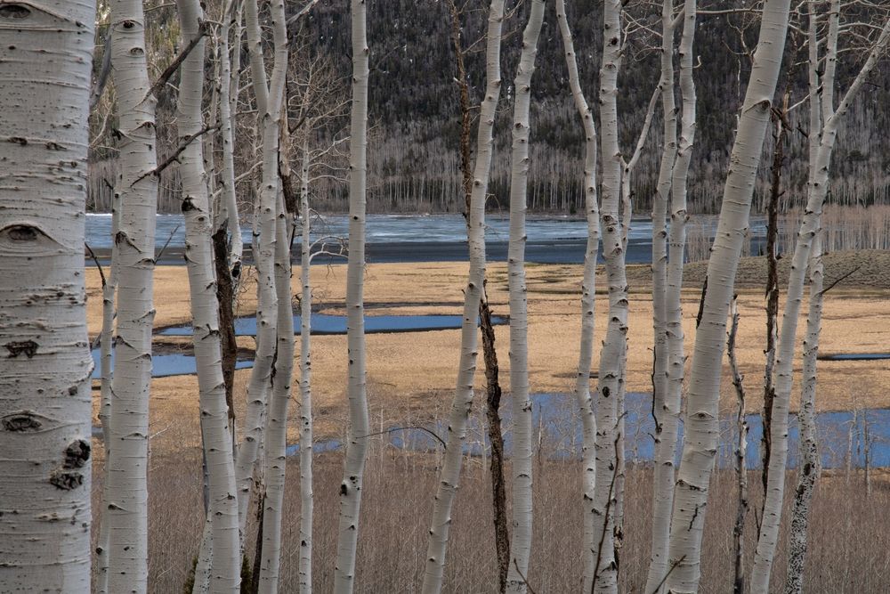 Closeup of Pando the Trembling Giant aspen trees