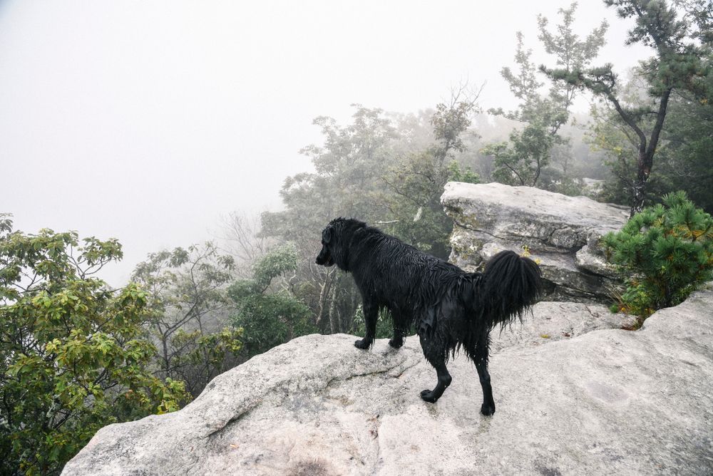 A dog at McAfee Knob
