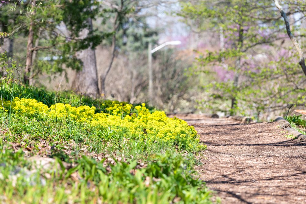 Wildflowers along Mill Mountain Park's trail