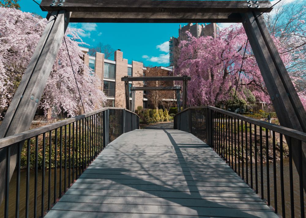 View within the Van Gogh Bridge
