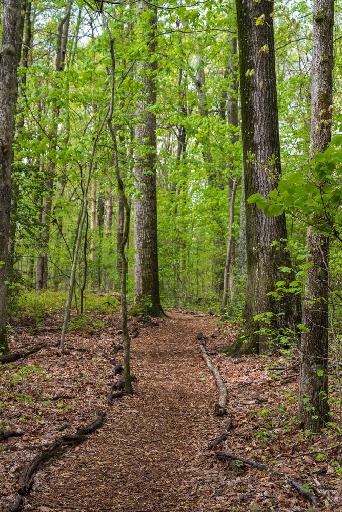 Nature trail at Walker Nature Center