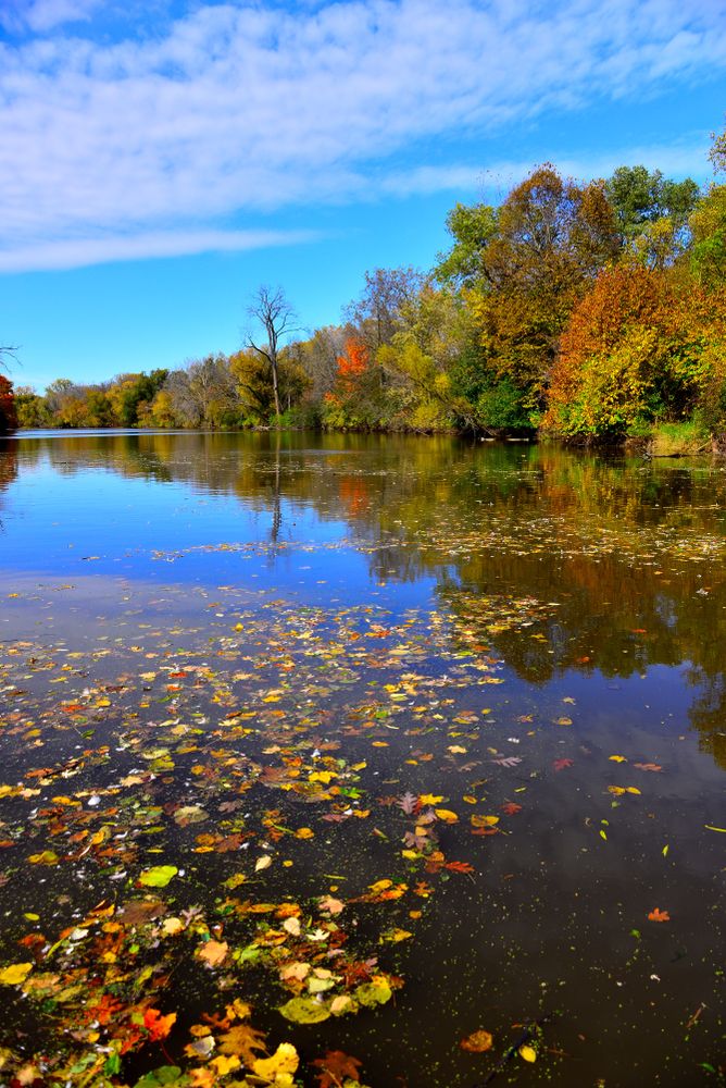 The waters of Root River