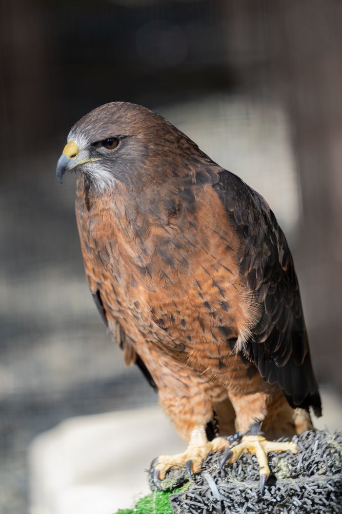 A rescued bird at Alaska Raptor Center