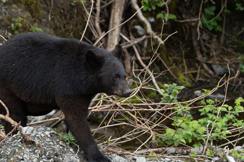 A black bear at Fortress of the Bear