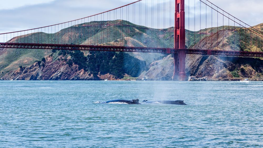 View of San Francisco Whale