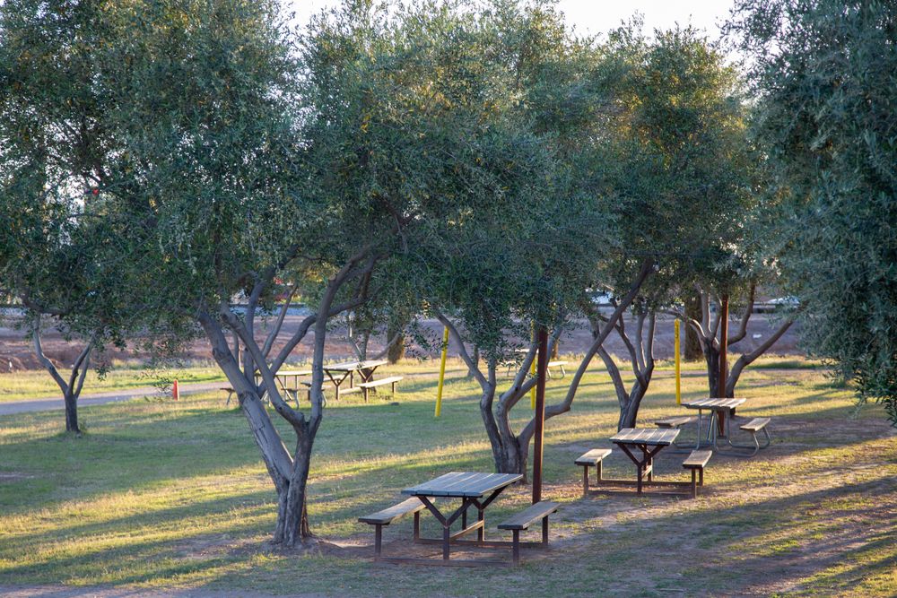 Picnic tables at Queen Creek Olive Mill grounds