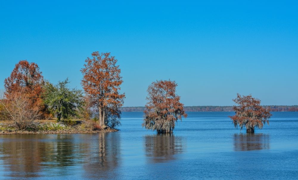 Cypress trees in Lake Marion
