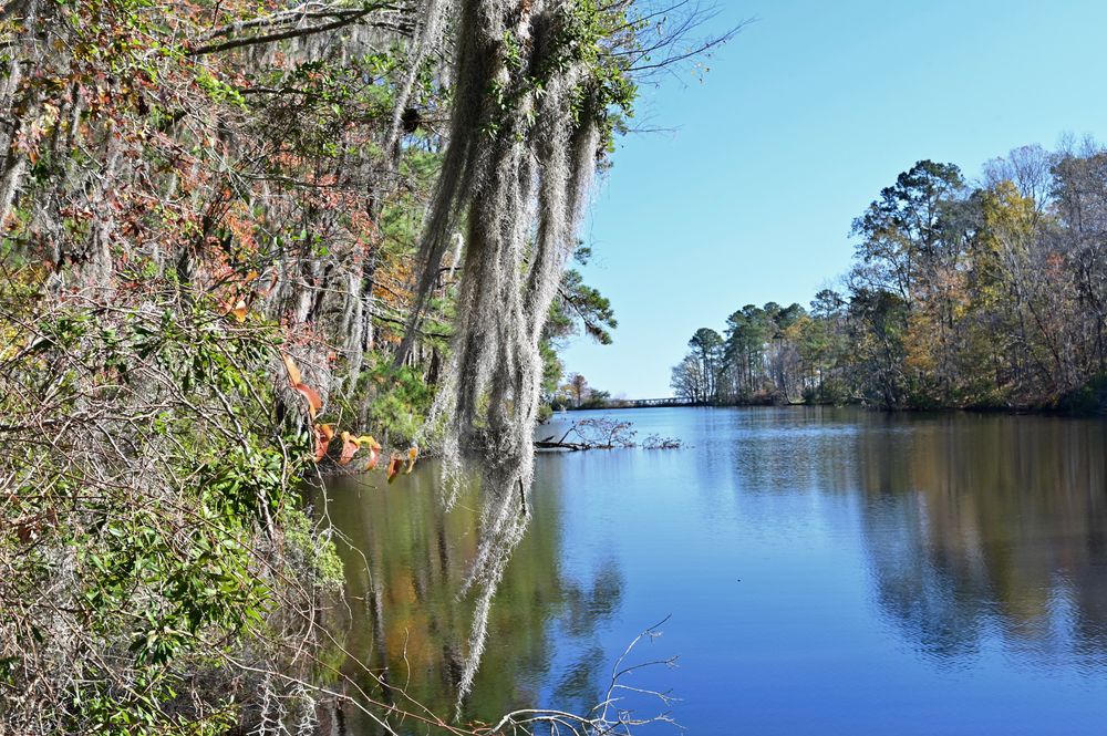 The sky and trees reflecting on Lake Marion