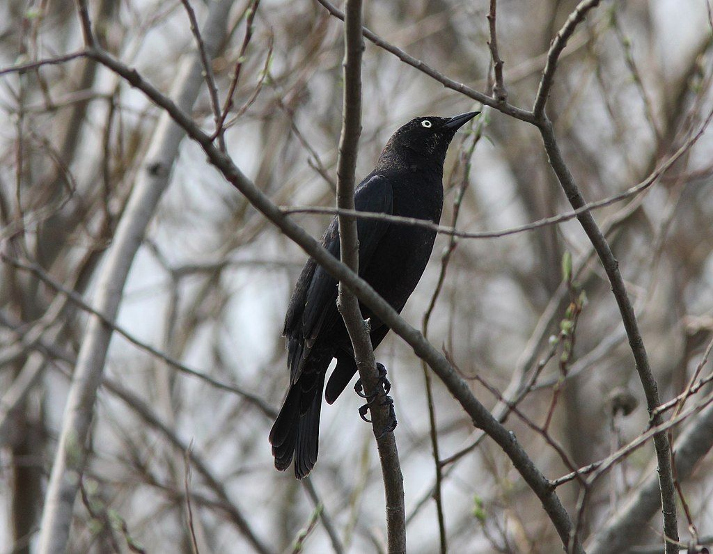 Bird on a tree at Kalamazoo River