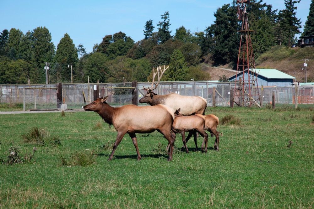Animals in Olympic Game Farm
