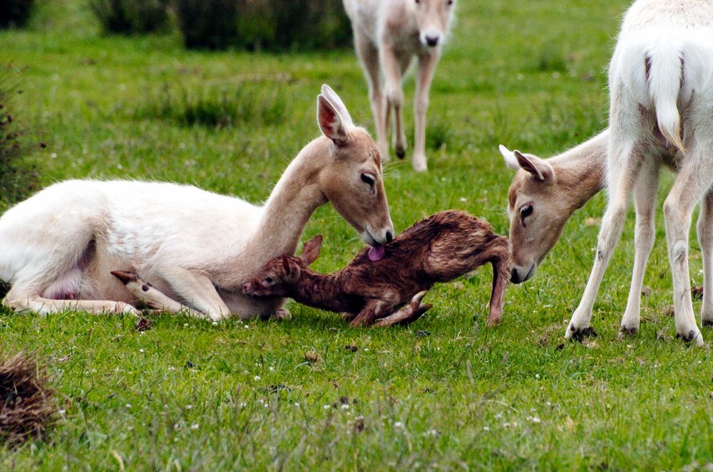 Animals in Olympic Game Farm