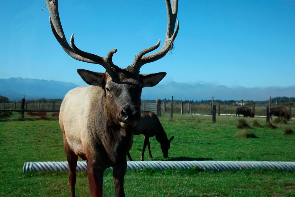 Animals in Olympic Game Farm