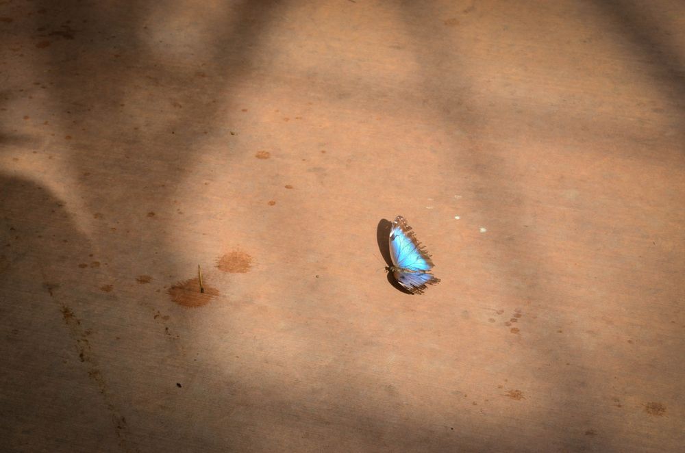 A small butterfly at Butterfly Wonderland