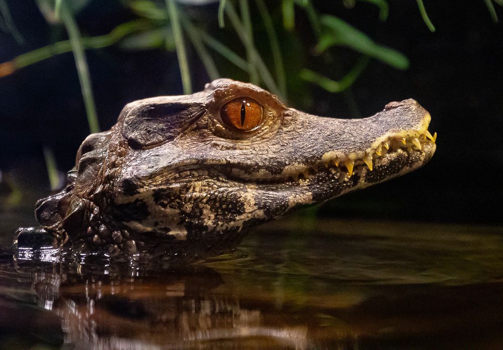 An alligator in OdySea Aquarium