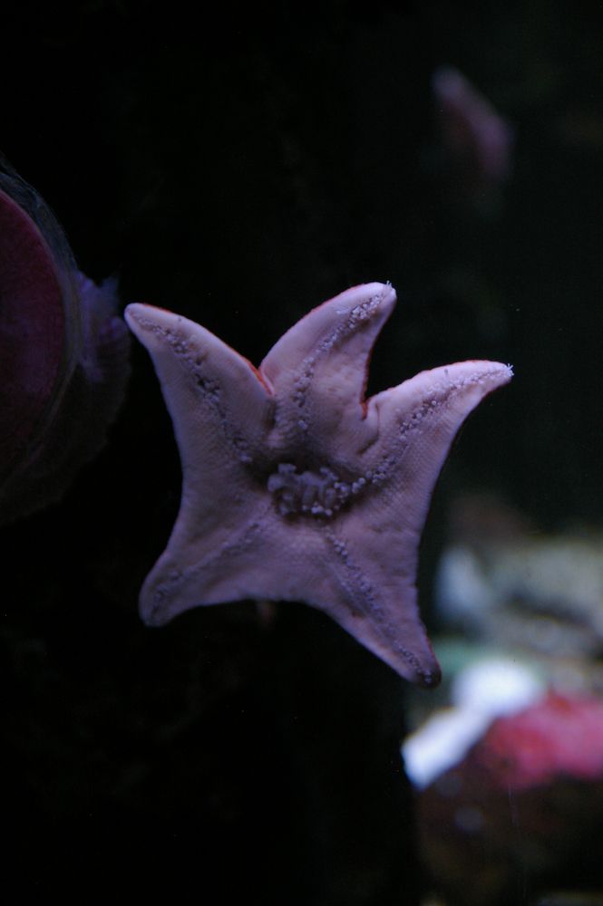 A sea star at Ripley’s Aquarium of Myrtle Beach