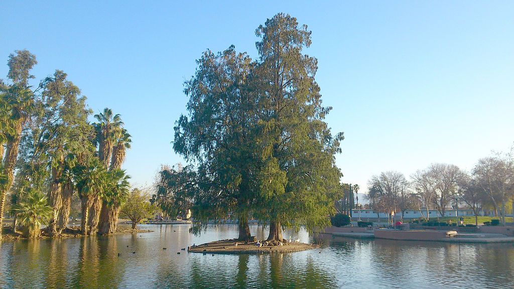 Trees at Seccombe Lake Park