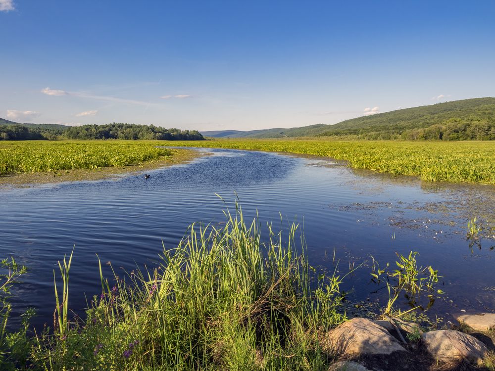 The waters of Bashakill Wildlife Management Area