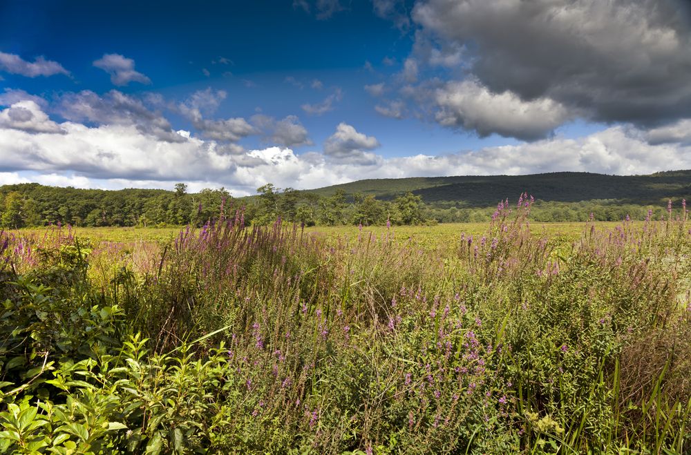The grounds of Bashakill Wildlife Management Area