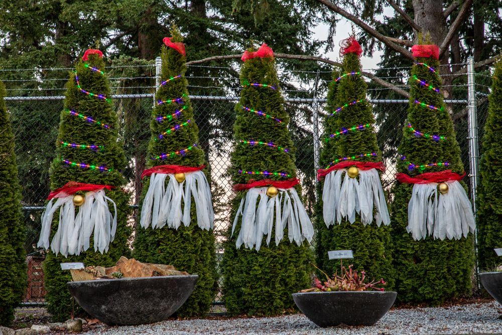Christmas-decorated trees at Evergreen Arboretum & Gardens