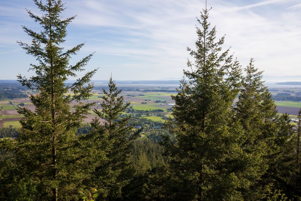 Tall trees at Little Mountain Park