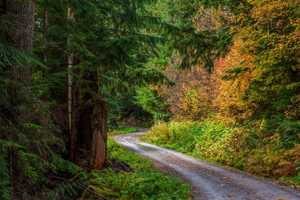 Trail at Mt. Baker-Snoqualmie National Forest