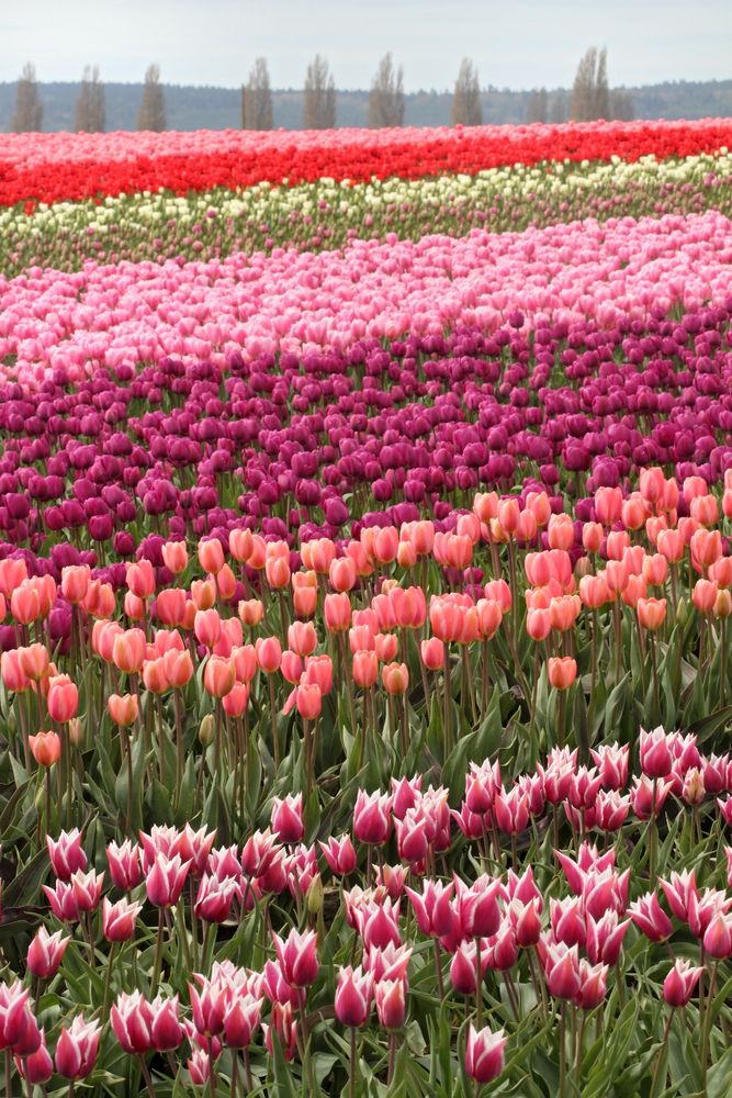 Vibrant tulips at Roozengaarde