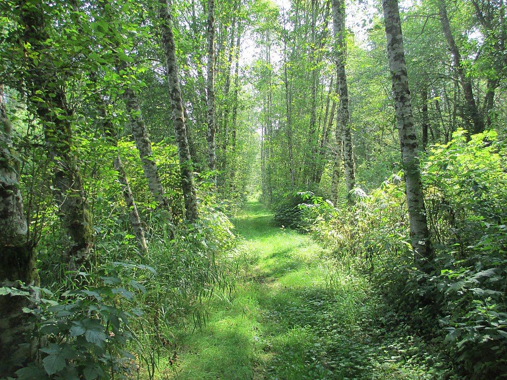 Forest part of Snohomish County Centennial Trail