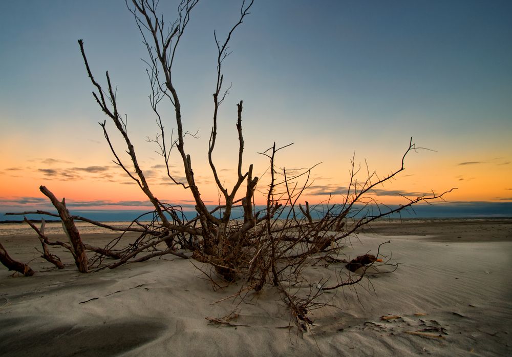Driftwood on the dunes of Topsail Island