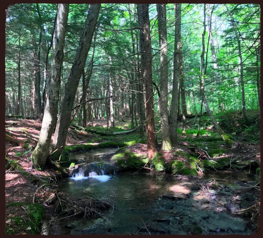 Nature scene at Willowemoc Wild Forest