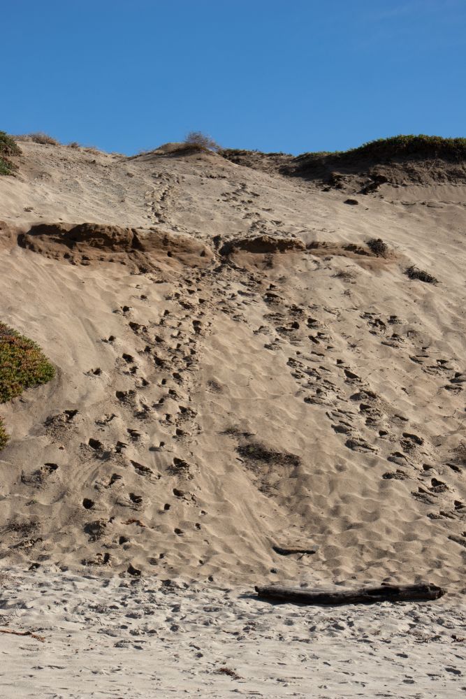 Sand dunes at Marina State Beach
