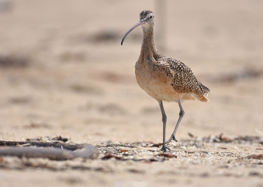 A bird at Salinas River National Wildlife Refuge