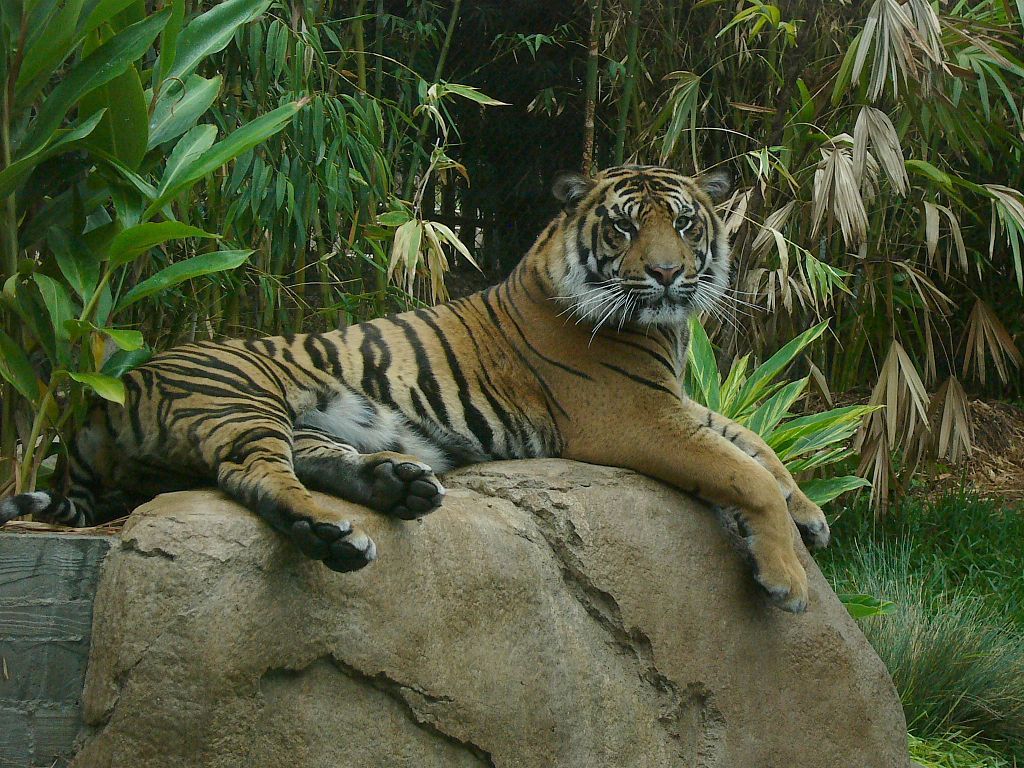 A tiger at San Diego Zoo Safari Park