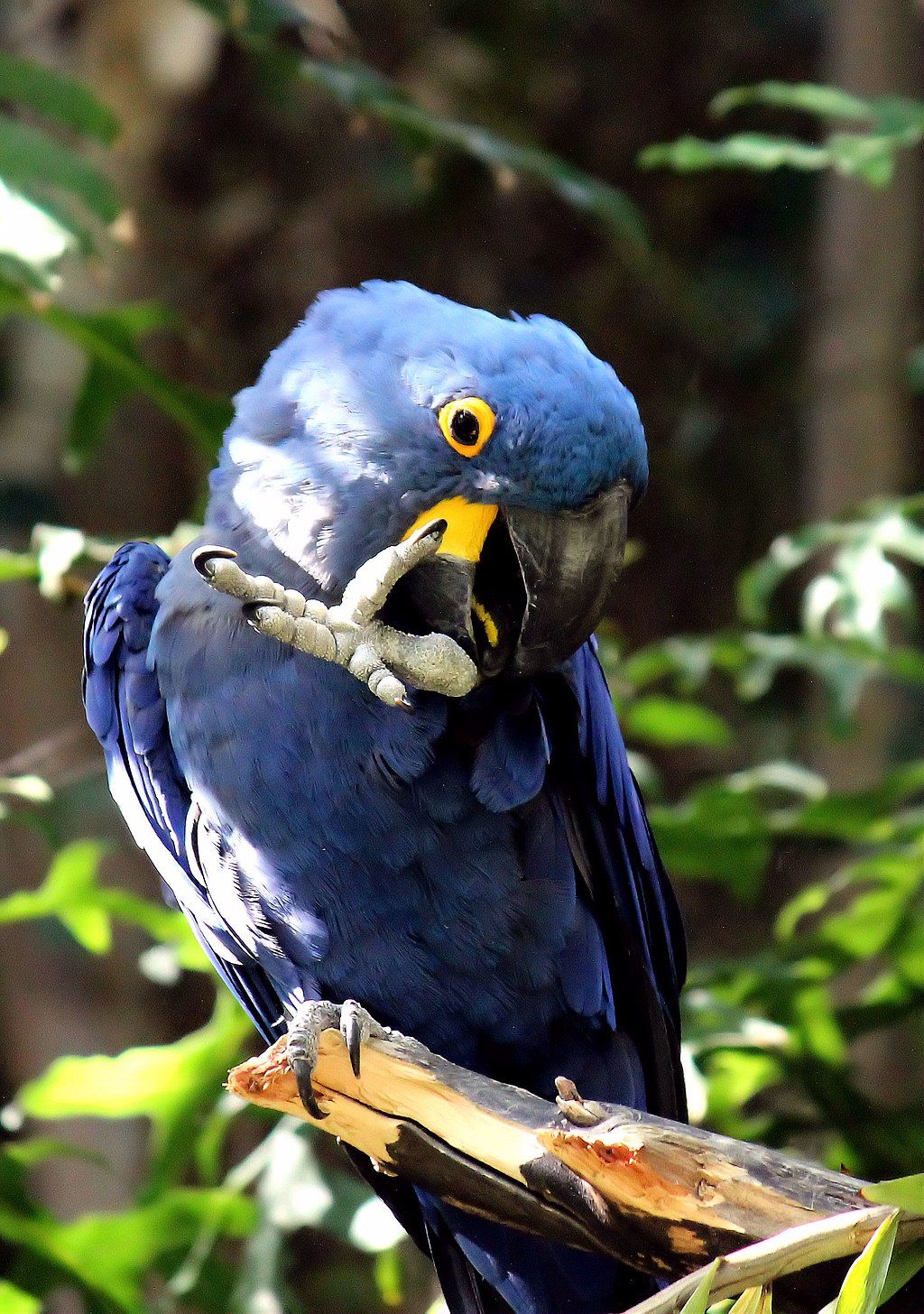 A bird at San Diego Zoo Safari Park