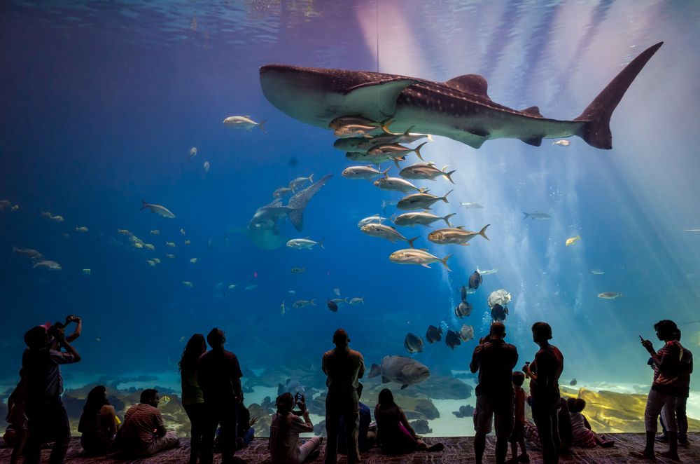 View of Georgia Aquarium