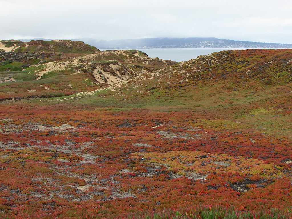 Fort Ord Dunes State Park's orange, red and yellow plains.