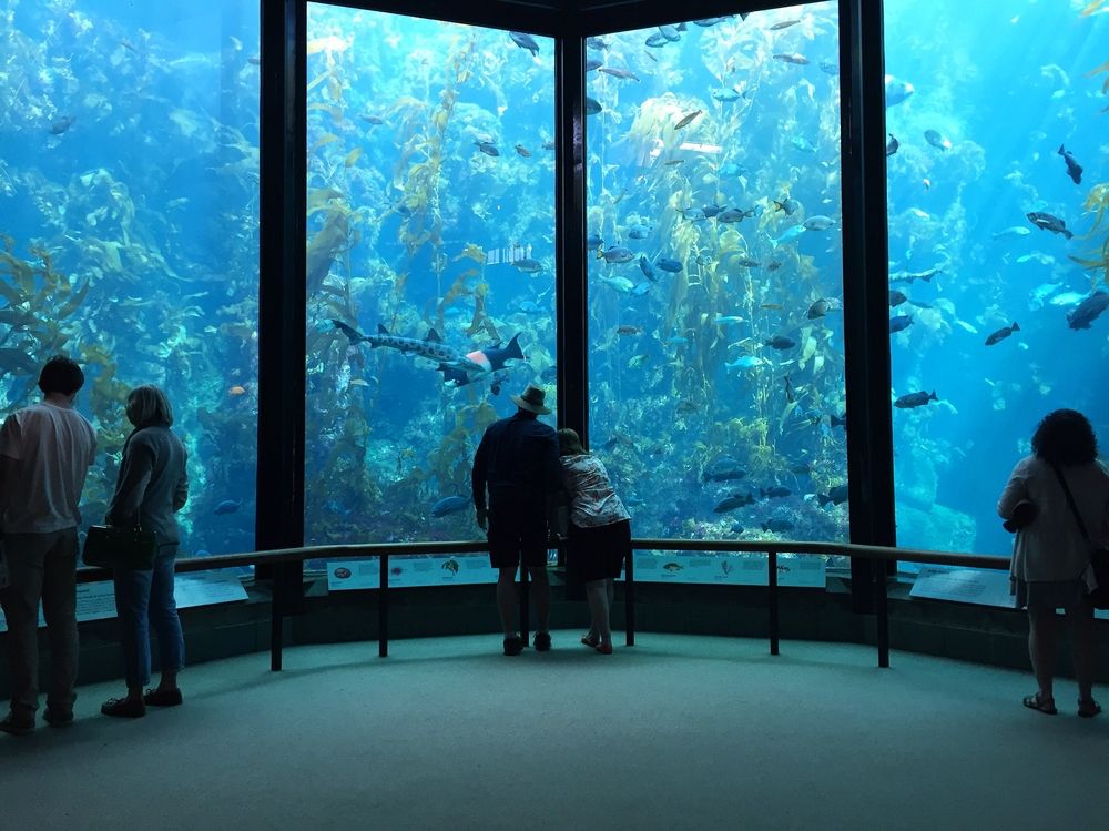 People looking through the glass walls of the aquarium.