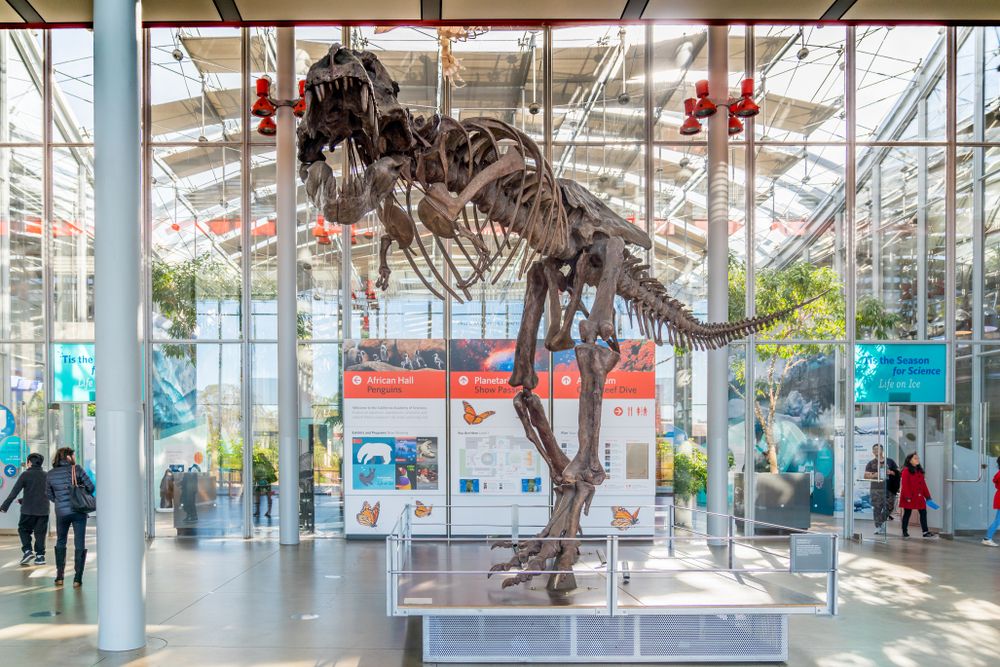 Display in California Academy of Sciences